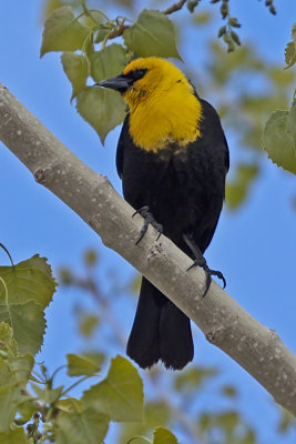 Yellow-headed Blackbird