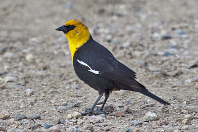 Yellow-headed Blackbird