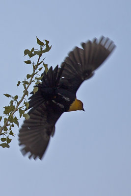 Yellow-headed Blackbird