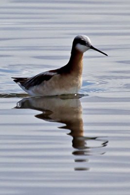 Wilson's Phalarope