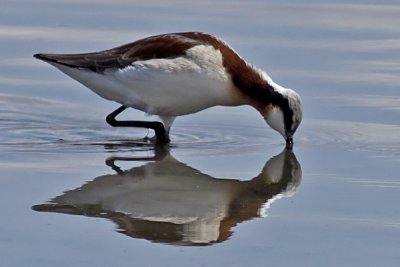 Wilson's Phalarope