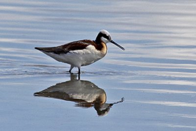 Wilson's Phalarope