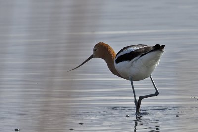 American Avocet