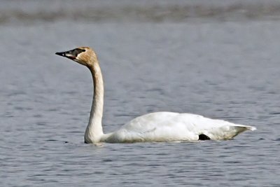 Trumpeter Swan