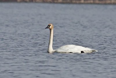 Trumpeter Swan