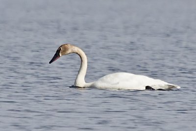 Trumpeter Swan