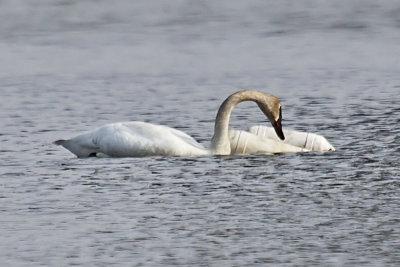 Trumpeter Swan