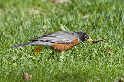 American Robin