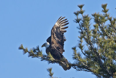 Bald Eagle