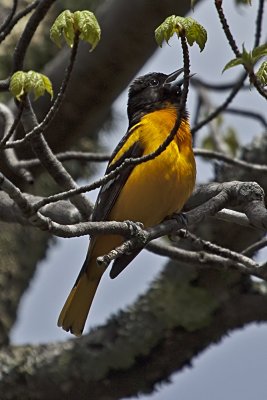 Baltimore Oriole