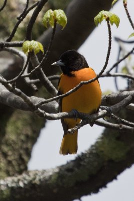 Baltimore Oriole