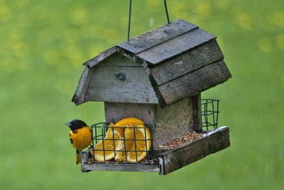 Baltimore Oriole