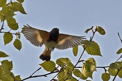 American Redstart