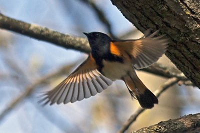 American Redstart