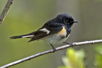 American Redstart