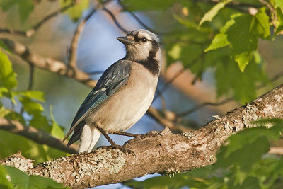 Blue Jay