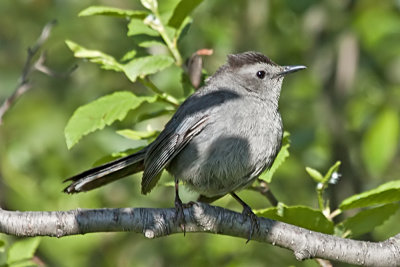 Gray Catbird 