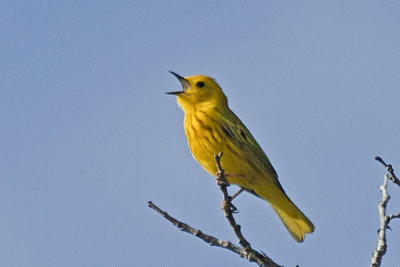 Yellow Warbler
