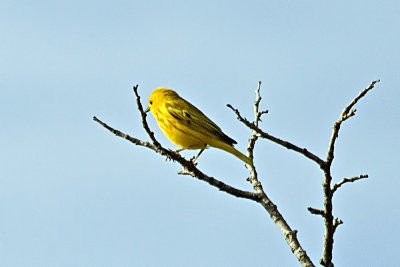 Yellow Warbler