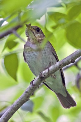 Veery