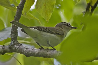 Red-eyed Vireo