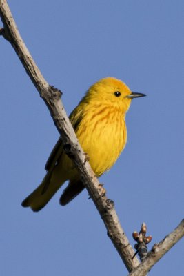 Yellow Warbler