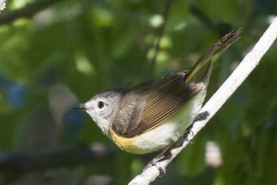 Unknown Warbler