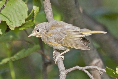 Yellow Warbler (female)