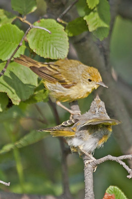 Yellow Warbler (female)