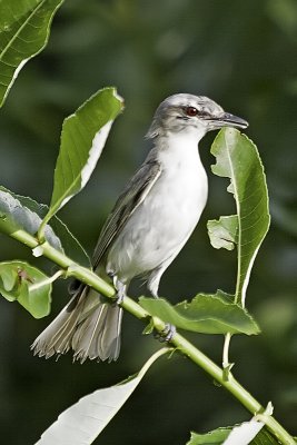 Red-eyed Vireo