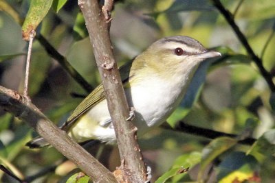 Red-eyed Vireo