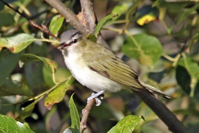 Red-eyed Vireo
