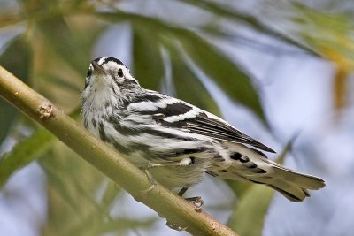 Black & White Warbler