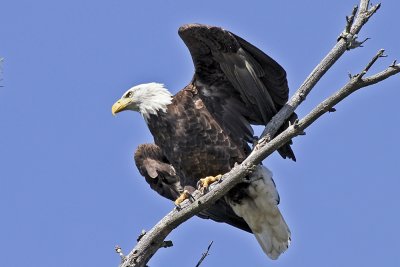 Bald Eagle
