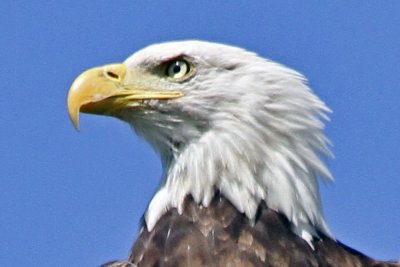 Bald Eagle