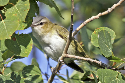 Red-eyed Vireo