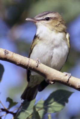 Red-eyed Vireo