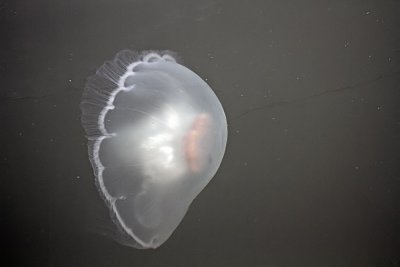 Jellyfish