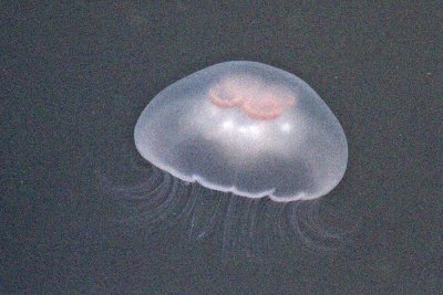 Jellyfish
