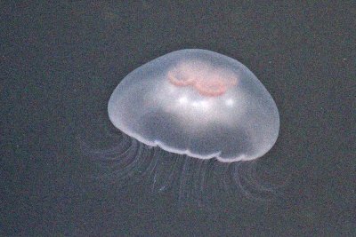 jellyfish