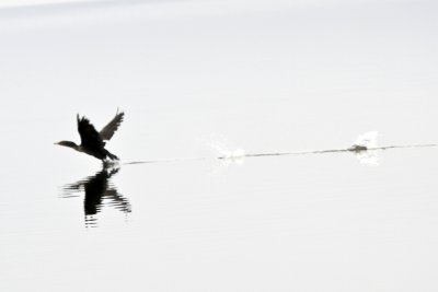 Double-ctested Cormorant