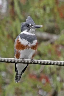 Kingfisher