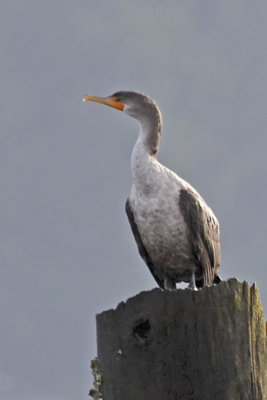 Double-ctested Cormorant