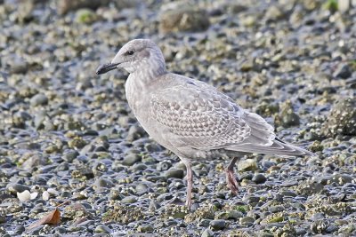 Gaucous-winged Gull