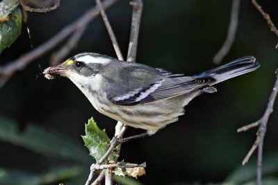 Black & White Warbler