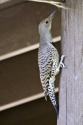 Northern Flicker