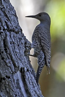 Northern Flicker