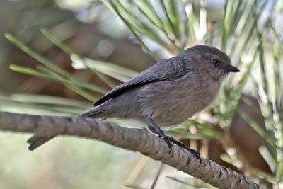Wrentit