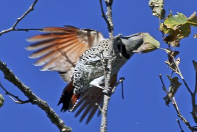 Northern Flicker