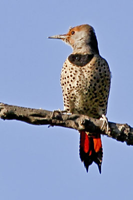 Northern Flicker